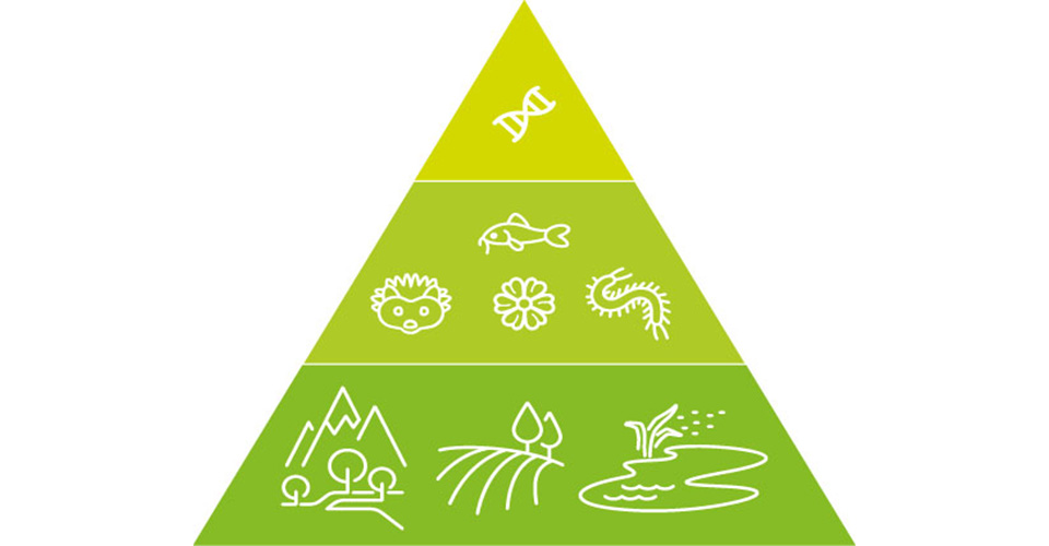 Die drei Ebenen der Biodiversität (von unten nach oben): Ökosysteme, Arten, Gene. Copyright didwedo.ch für den Aktionsplan Biodiversität Waadt, 2019