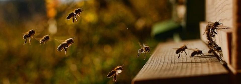 Bienenstock