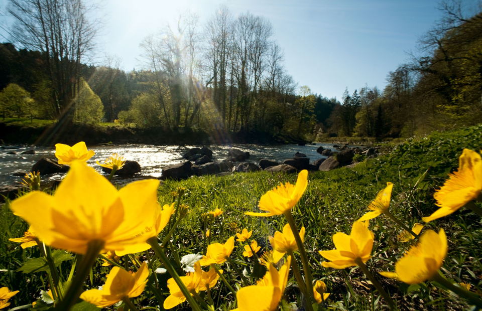 Wildnispark Zürich Sihlwald © Schweiz Tourismus/BAFU