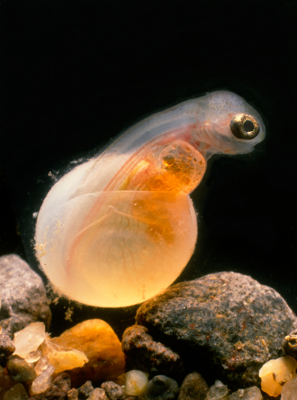 17. September 2011 © imageBROKER/Alamy Stock Photo