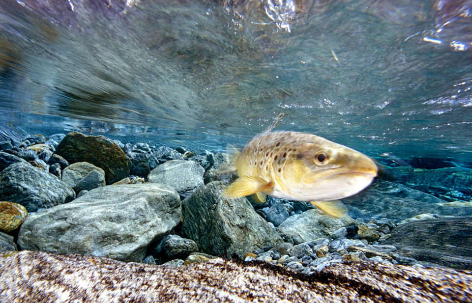 Fluss Verzasca, 8. März 2008 © WaterFrame/Alamy Stock Photo