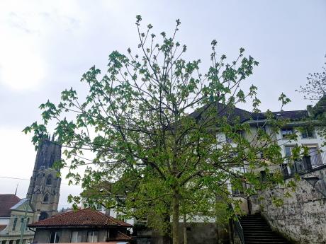Freiburg – Baumarten im Siedlungsraum und Klimawandel